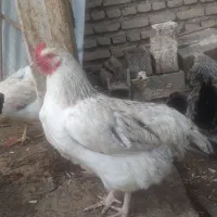 سه عدد مرغ محلی فروشی جوان هستن