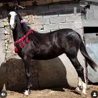 مادیان مشکی شناخته شده