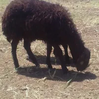 بره برای قربانی
