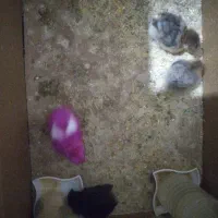 3عدد خودمونی و 1 رنگی