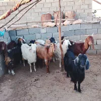 گوسفند|حیوانات مزرعه|جنت, |دیوار