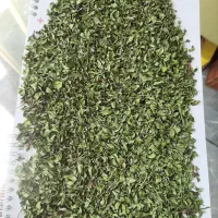 آویشن کوهی کوردستان