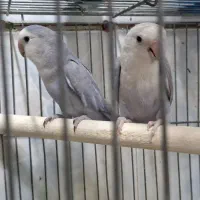 کوتوله برزیلی . مرغ عشق