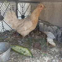 مرغ کرچ با جوجه هاش