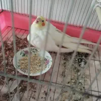عروس صیح سالم