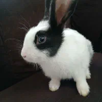 یک عدد خرگوش