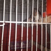فنچ|پرنده|بندر ماهشهر, |دیوار
