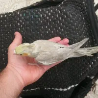 جوجه عروس هلندی دستی سرلاکی