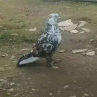 کبوتر تهرانی پرشی