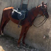 اسب|اسب و تجهیزات اسب‌سواری|مرند, |دیوار