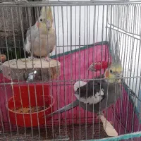 یک جفت عروس هلندی با ۲عدد جوجه