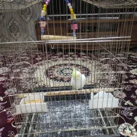 عروس هلندی ماده