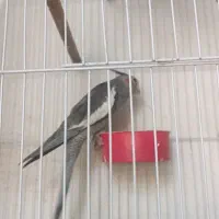 عروس هلندی ماده