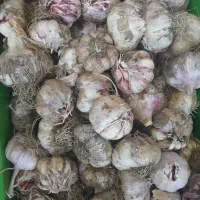 ۵۰ کیلوسیردرشت بفروش میرسد
