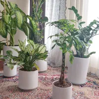 تعدادی گل آپارتمانی با گلدان سرامیکی سفید
