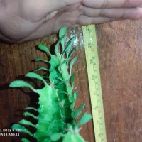 گل های ارزان هر چیزی هم که بخوای موجود میکنم