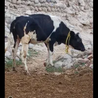 گاو شیری همراه با گوساله سیمیتال نر