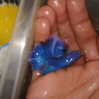 ماهی فایتر مولد نر