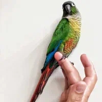 گرینچیک نرمال