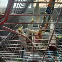 فروش عروس هلندی سه ماهه