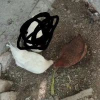 2عدد مرغ تخم گذار محلی فوری