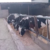 گوساله