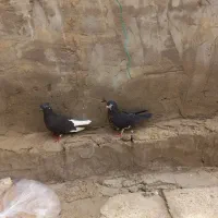 سوسنگرد ابو جلال شمالی