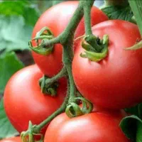 گوجه فرنگی  وممتاز سبدی کیلو ۳۵