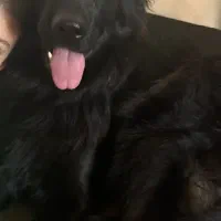 سگ ژرمن بلک شولاین