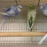 فروش یک عدد مرغ عشق پروانه ایی نر