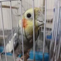 عروس هلندی نر سخنگر