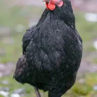 هفتصد