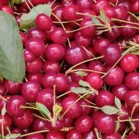 آلبالو اسرائیلی