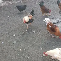 فروش خروس گلپایگان