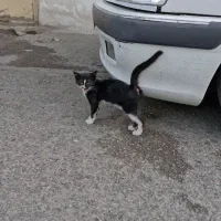 گربه حمایتی ۲ ماهه، ماده
