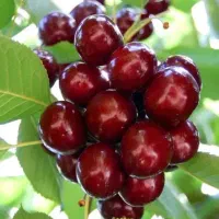 آلبالو مجارستانی