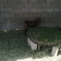 بز1