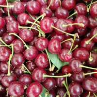 برداشت آلبالو بومی سیب زمینی