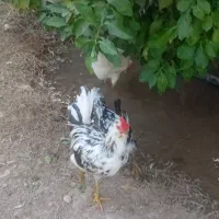 مرغ و خروس گلین اصل