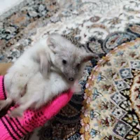 خرگوش لوپ موش همستر اهلی و رام