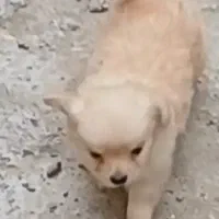 شادگان