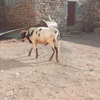 گوساله کردی کوردی نر پوشی پای پروار