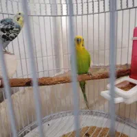 مرغ عشق زیبا