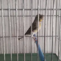 قناری کاکلی نر شلاقی