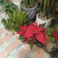 خوشکشویی نازگل شستشو انواع پتو  پرده  ‌وانواع لباس