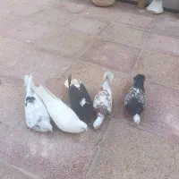کبوتر|پرنده|فولادشهر, C1|دیوار