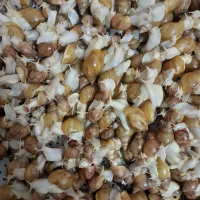 حلزون|خزنده|شیبکوه (فارس), |دیوار