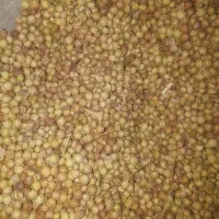 خریدار گشنیز