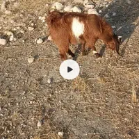 فروش بزجوان