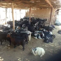 دام سبک ،بز و بزغاله